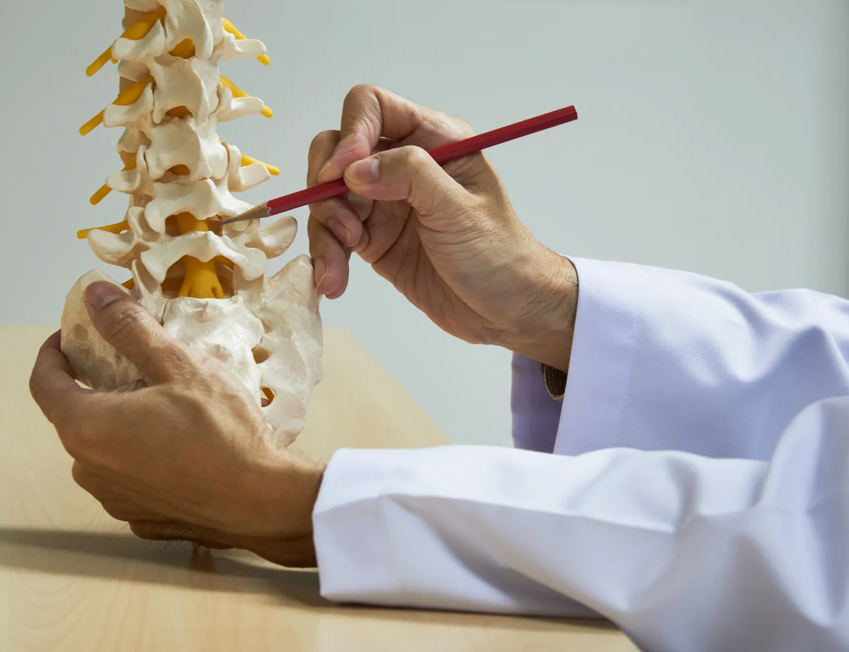 Uitleg bij een anatomisch model van de wervelkolom
